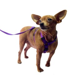 ARNÉS NYLON REGULABLE BASIC