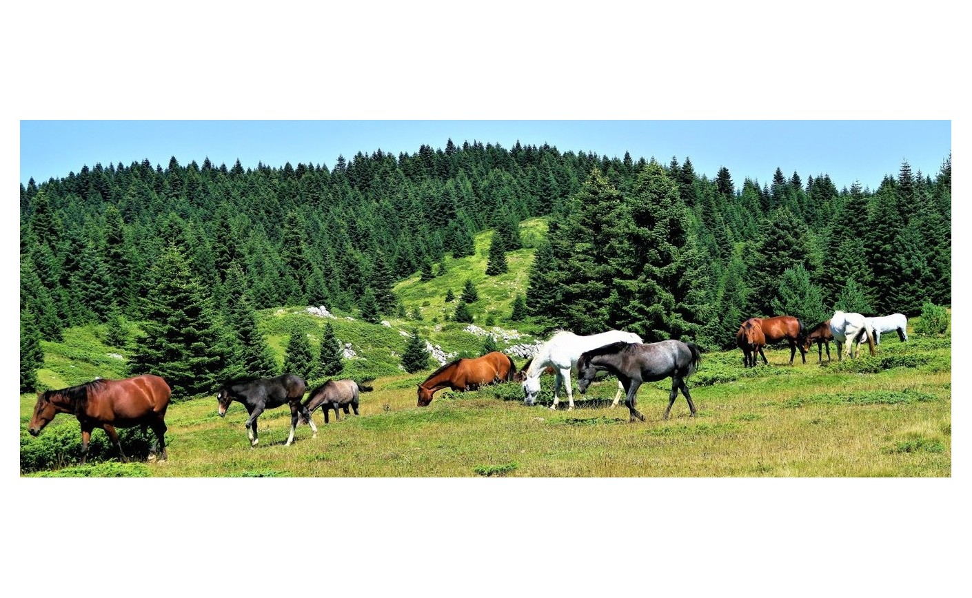 Cuidados del caballo al entrenar y competir 