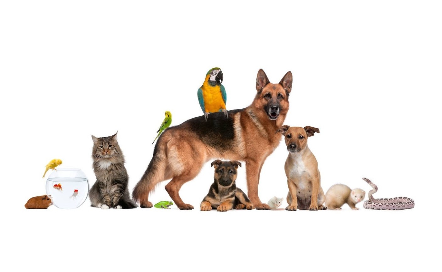 Ley 2/2023 de protección, bienestar y tenencia de animales de compañía
