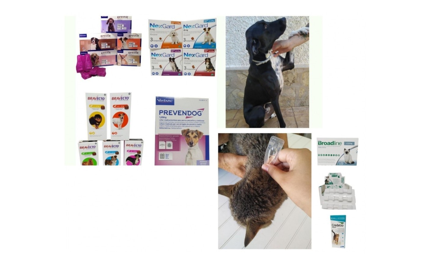 La desparasitación externa en perros y gatos