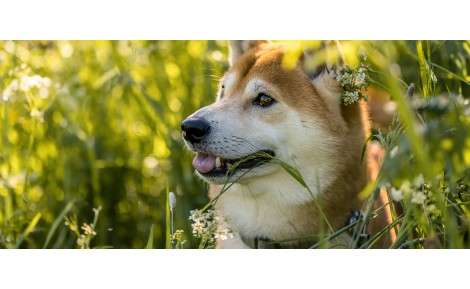 EL NUEVO COLLAR ANTIPARASITARIO, PREVEXTO