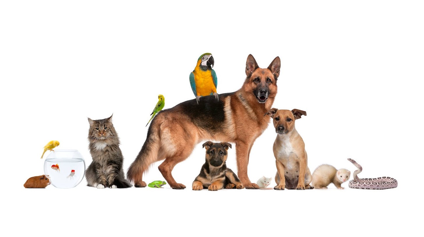 Ley 2/2023 de protección, bienestar y tenencia de animales de compañía